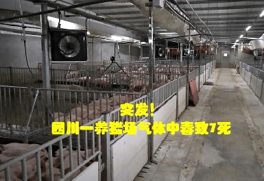 四川一養(yǎng)豬場(chǎng)發(fā)生化糞池氣體中毒事故，逸云天氣體檢測(cè)儀守護(hù)安全